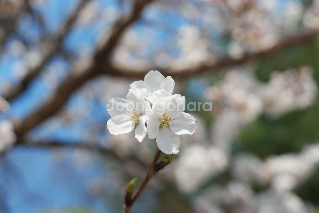 삼성 NX 30MM 단렌즈+uv필터+압뒤캡 상태좋음--4