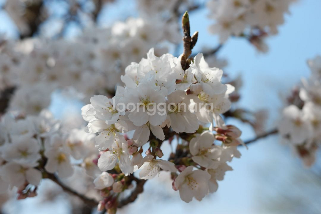 삼성 NX 30MM 단렌즈+uv필터+압뒤캡 상태좋음--6
