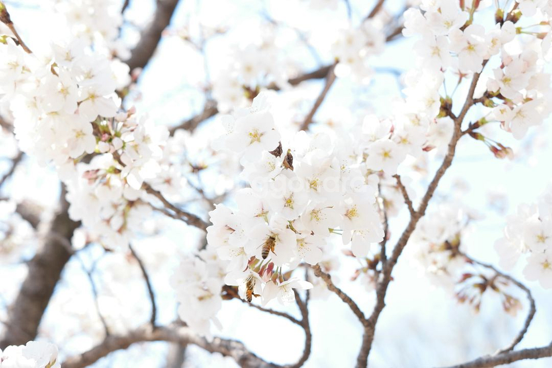 삼성 NX 30MM 단렌즈+uv필터+압뒤캡 상태좋음--7