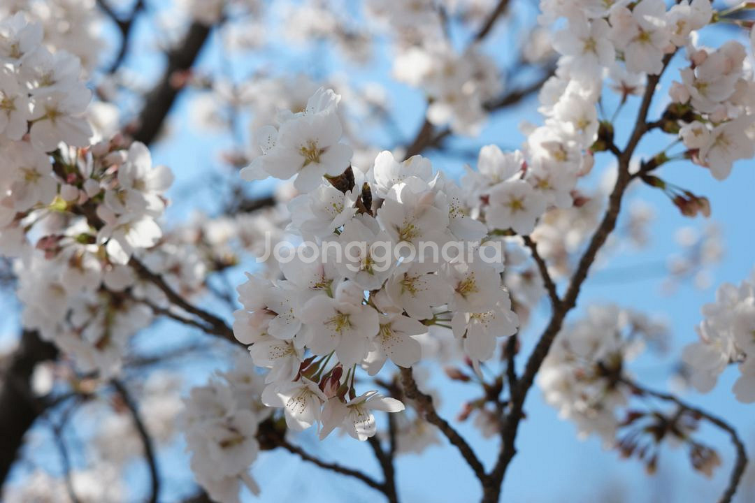 삼성 NX 30MM 단렌즈+uv필터+압뒤캡 상태좋음--5