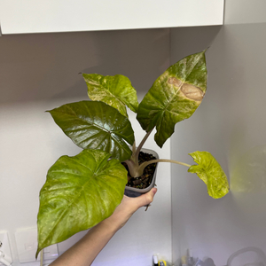 알로카시아 인카돌리스 바리에가타