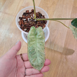 필로덴드론 파라이소베르디