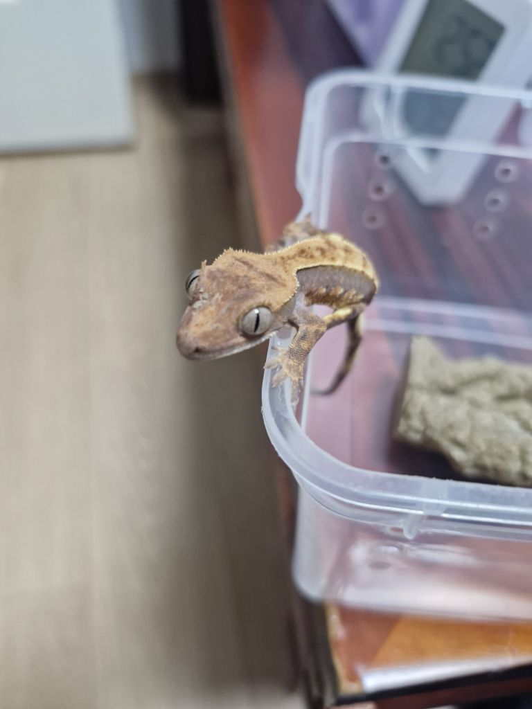 프로파일