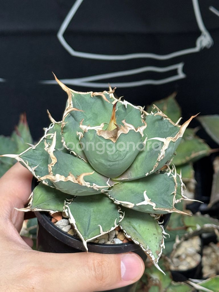 아가베 티타노타 플레임--0
