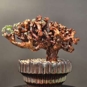 펠라고니움 미라블 (아프리카식물/코덱스)