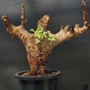 만나기 어려운 코미포라 물렐레 (아프리카식물/코덱스)