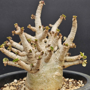 꽃피면 오래가고 예쁜 아데니움 DHA (아프리카식물