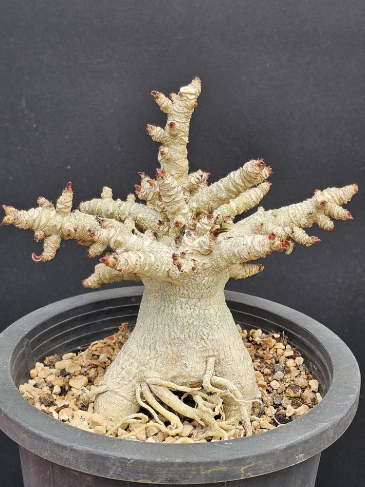 꽃피면 오래가고 예쁜 아데니움 DHA (아프리카식물--3