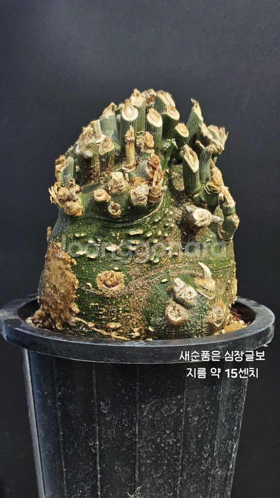 예쁜수형 글로보사 아주 많습니다 (아프리카식물/코덱스)--4