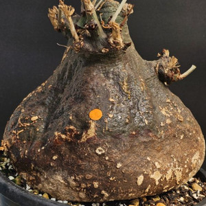 다양한 크기 수형 스피노사 맛집 (아프리카식물/코덱스)