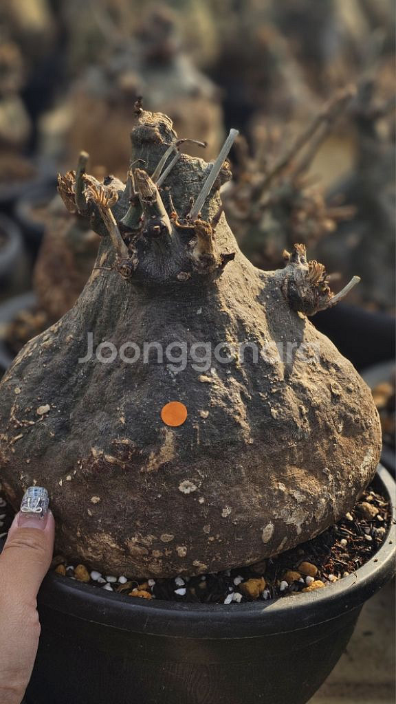 다양한 크기 수형 스피노사 맛집 (아프리카식물/코덱스)--2