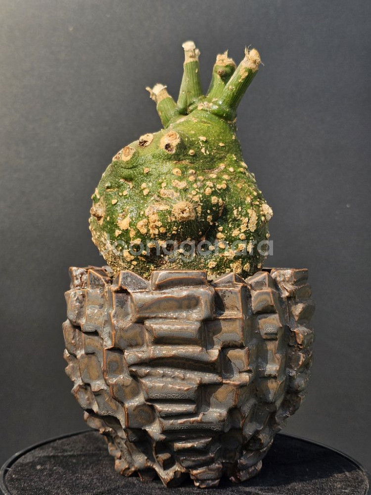 다양한 코덱스, 팟 문의주세요 (아프리카식물/코덱스)--0