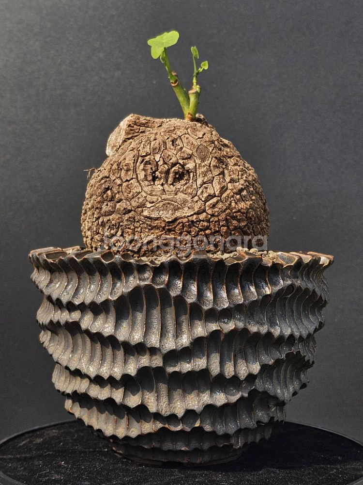 다양한 코덱스, 팟 문의주세요 (아프리카식물/코덱스)--1