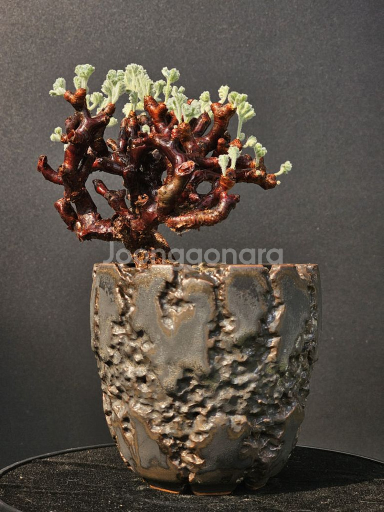 다양한 코덱스, 팟 문의주세요 (아프리카식물/코덱스)--2