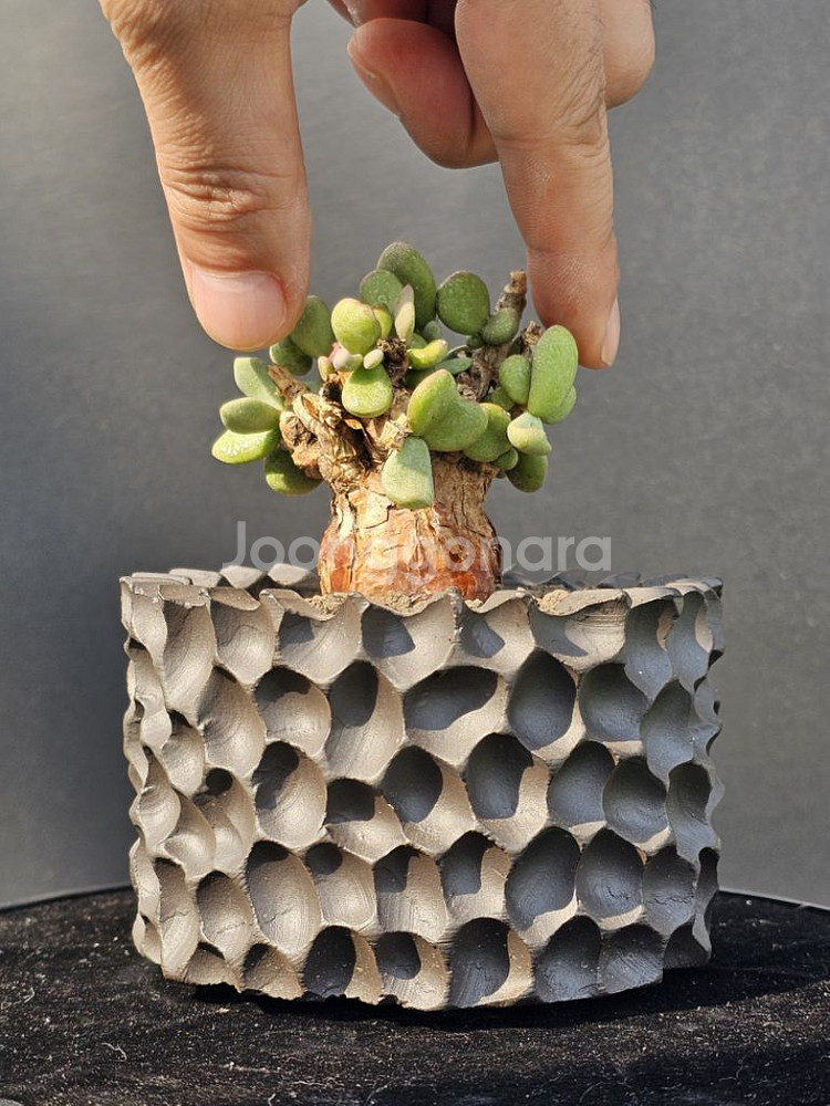 다양한 코덱스, 팟 문의주세요 (아프리카식물/코덱스)--3