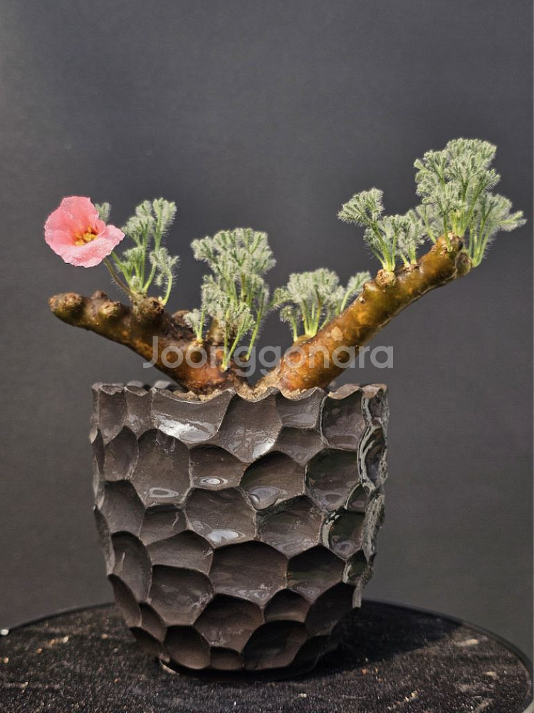 다양한 코덱스, 팟 문의주세요 (아프리카식물/코덱스)--4