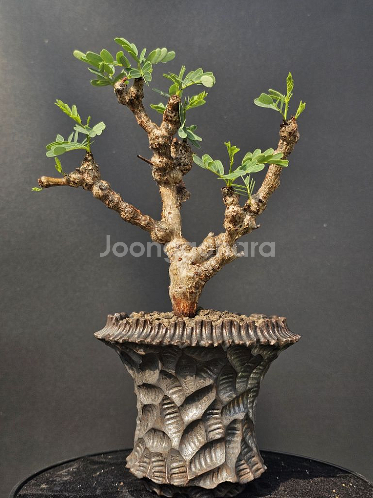 다양한 코덱스, 팟 문의주세요 (아프리카식물/코덱스)--5