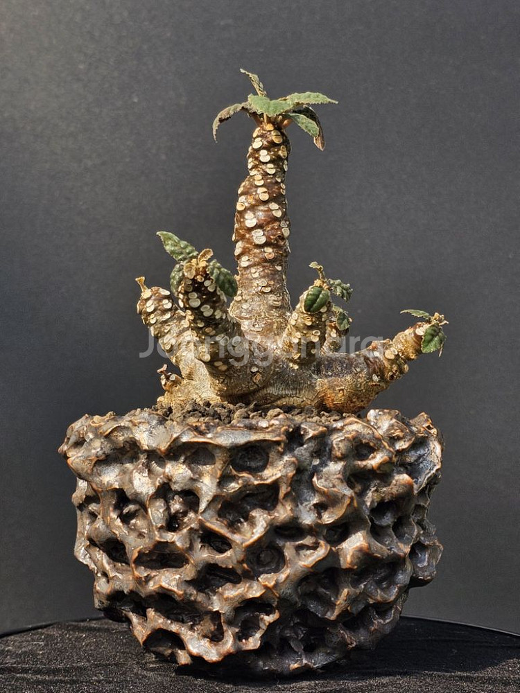 다양한 코덱스, 팟 문의주세요 (아프리카식물/코덱스)--6