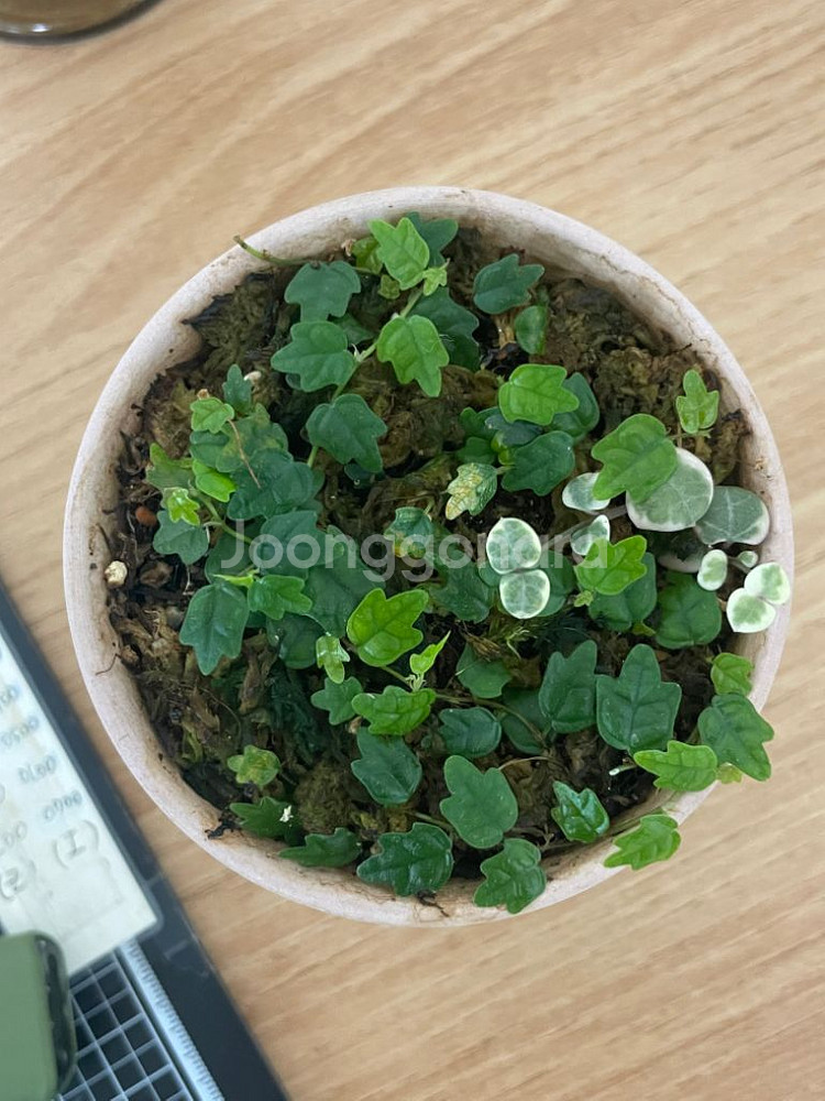 제주애기모람--3