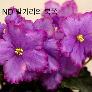 러시아 바이올렛) 어린 모종 분양 택포 네고 가능