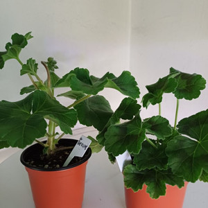 물병자리별과 아마레티(4.21)러시아제라늄