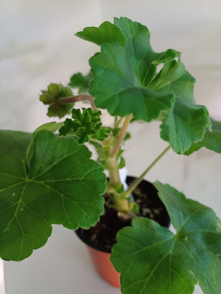 물병자리별과 아마레티(4.21)러시아제라늄--1