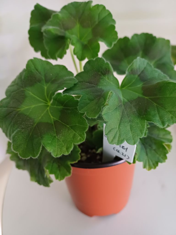 물병자리별과 아마레티(4.21)러시아제라늄--2