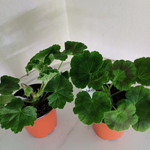 iv솔베이그와 아마레티(4.21)러시아제라늄