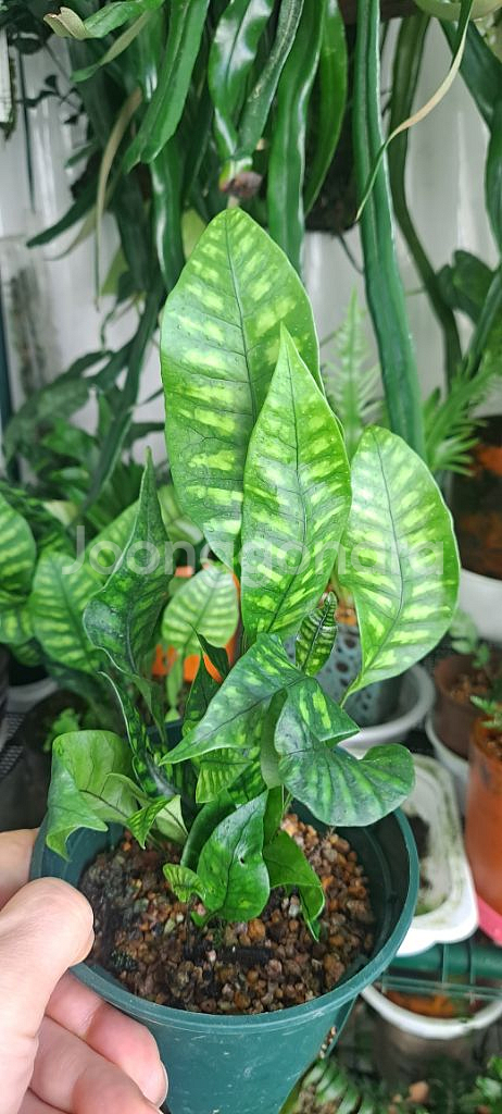 무늬밤일엽고사리 식물 양치식물--1