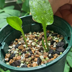 자루나도고사리삼 식물 양치식물