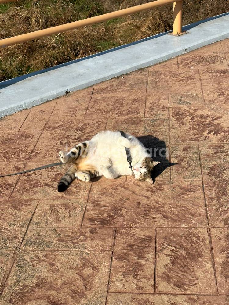 고양이 힐링산책 시켜드려요--3