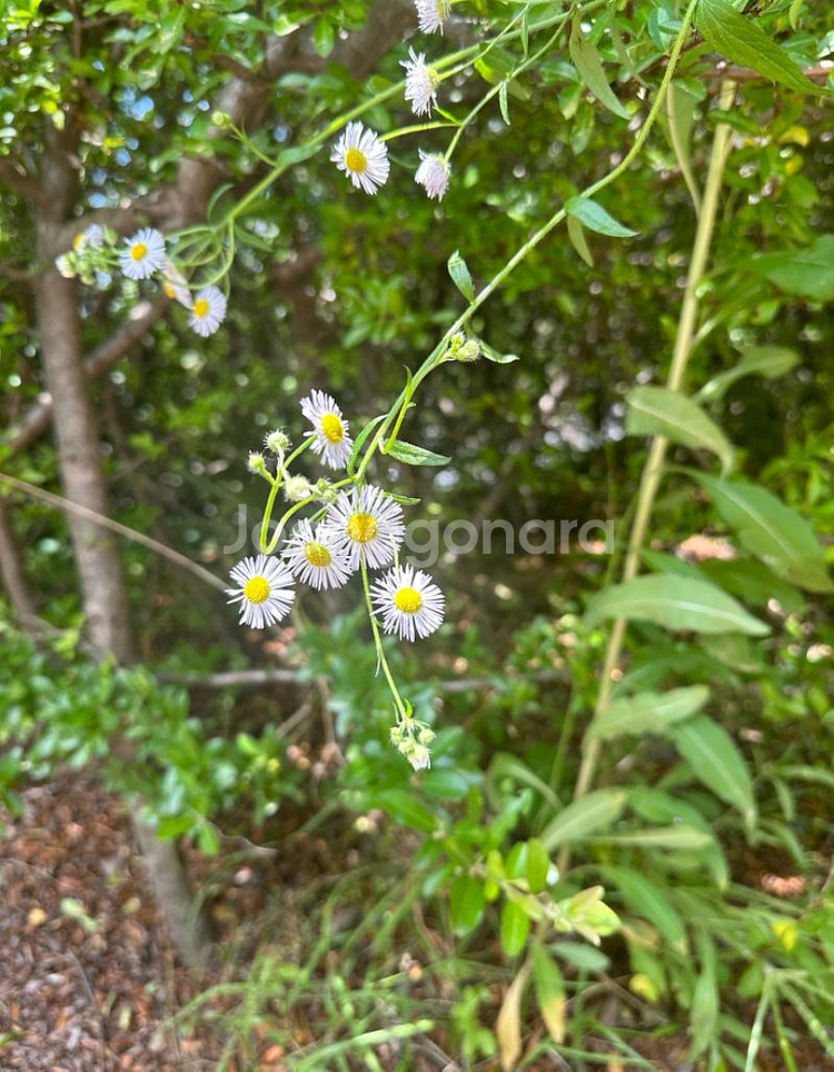 고양이 힐링산책 시켜드려요--7