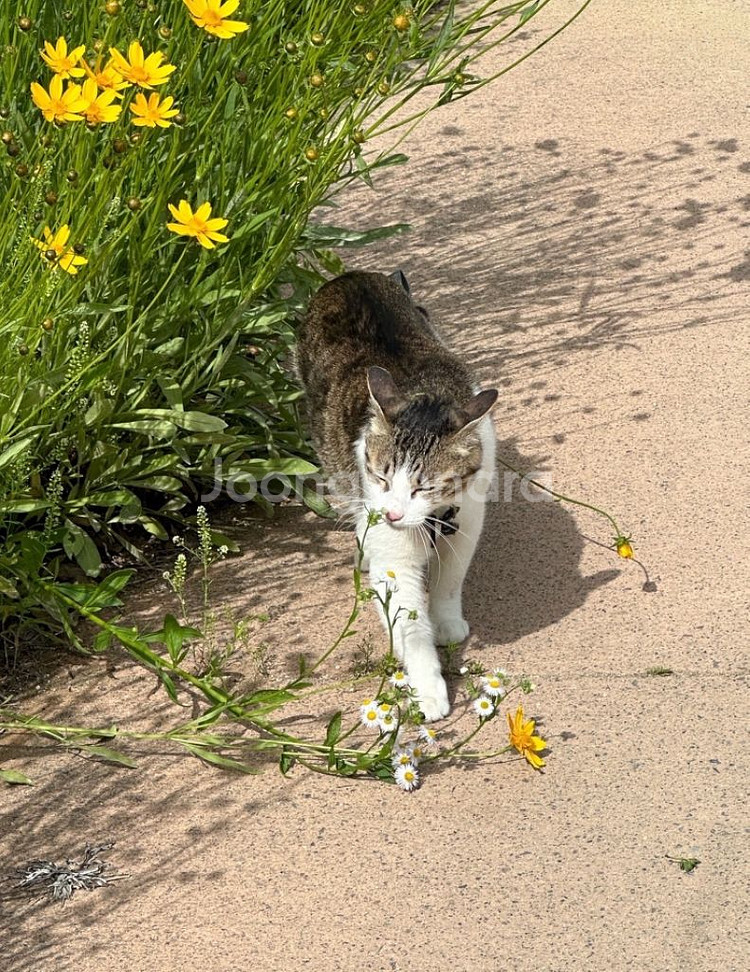 고양이 힐링산책 시켜드려요--6