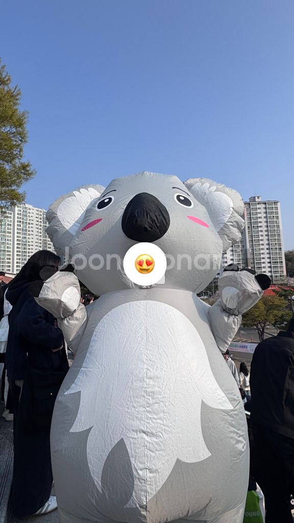 졸업사진 의상대여 코알라 에어슈트 졸사--2