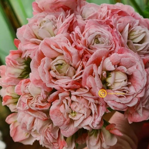 아마레티와 데니스 제라늄 세트