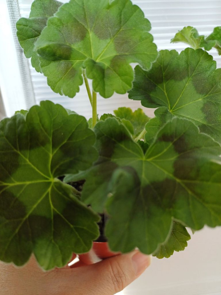 아마레티와 데니스 제라늄 세트--1