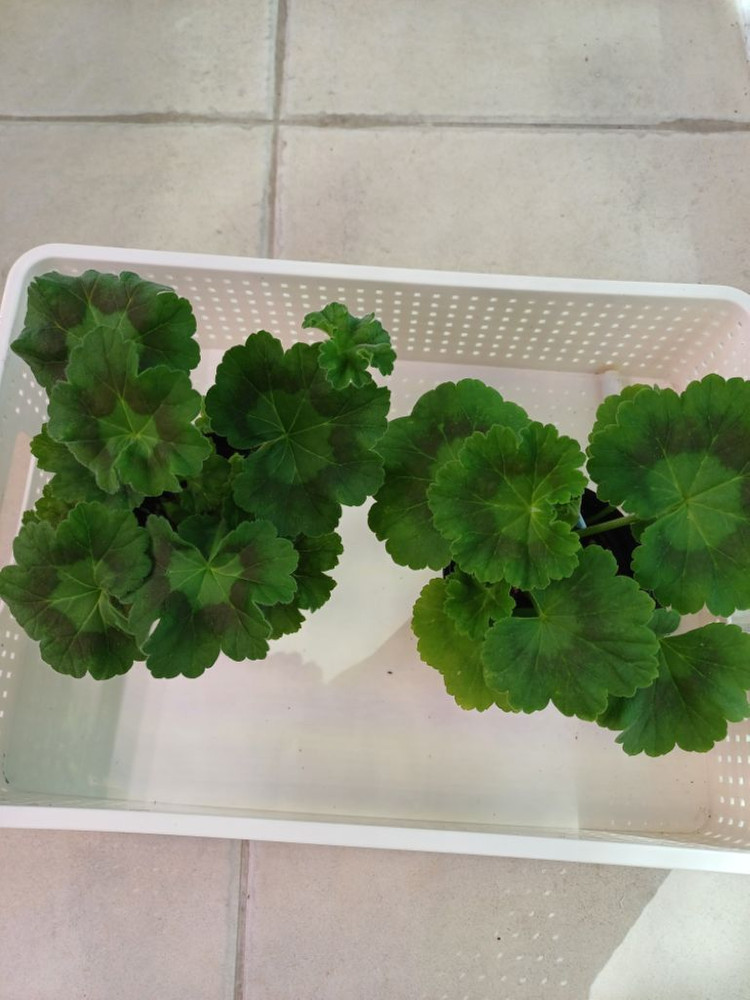 아마레티와 데니스 제라늄 세트--3