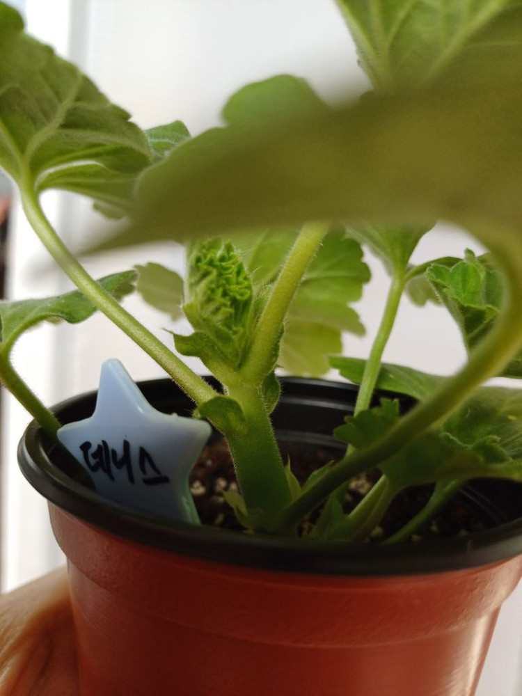 아마레티와 데니스 제라늄 세트--2