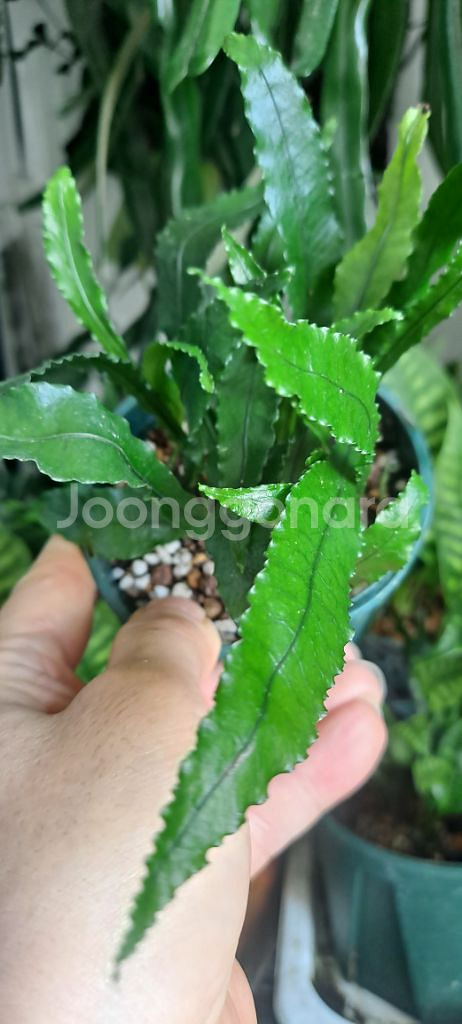 단엽톱날고사리(일엽초) 식물 양치식물--1