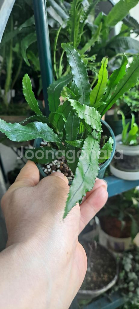 단엽톱날고사리(일엽초) 식물 양치식물--0