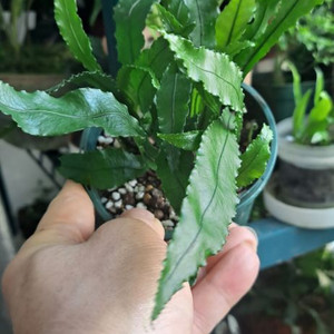 단엽톱날고사리(일엽초) 식물 양치식물