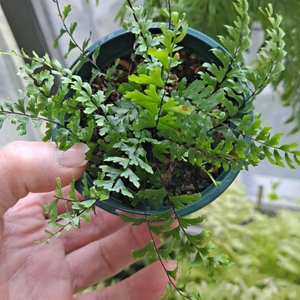 개차고사리 식물 양치식물