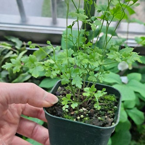 실고사리 식물 양치식물