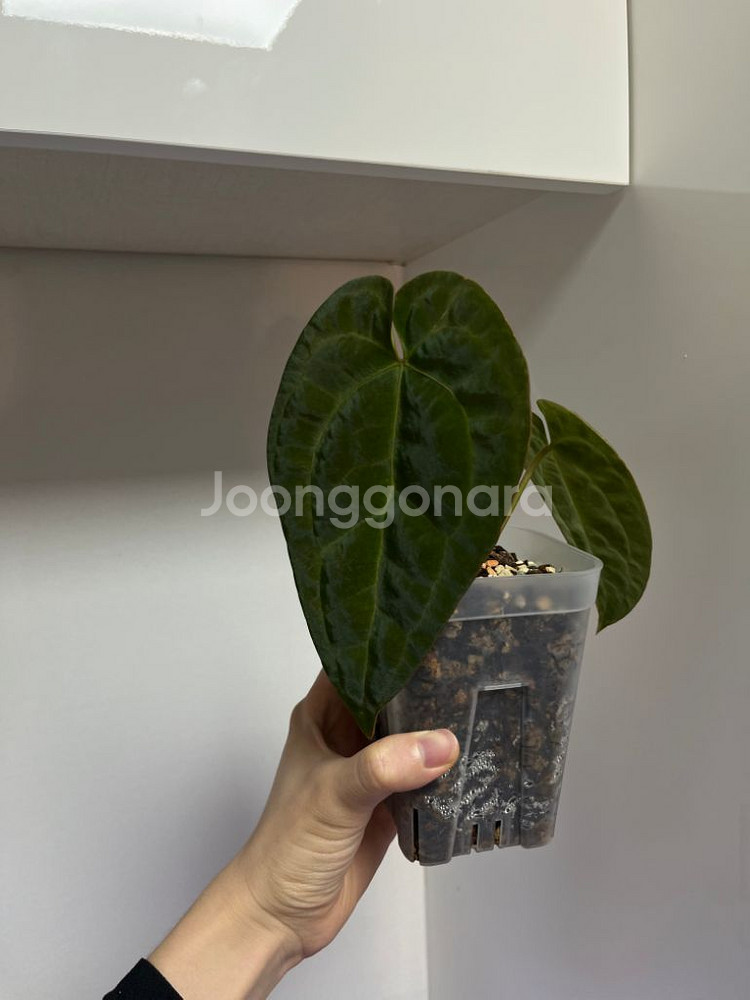 안스리움 에오스 하이브리드--1