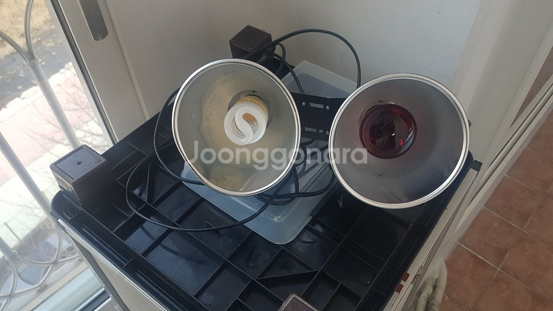 카멜레온사육장--2