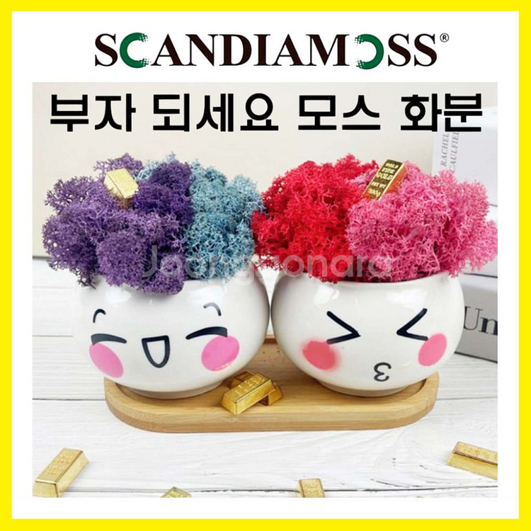 스칸디아모스 표정화분 공기정화이끼화분 2P세트 미개봉--0