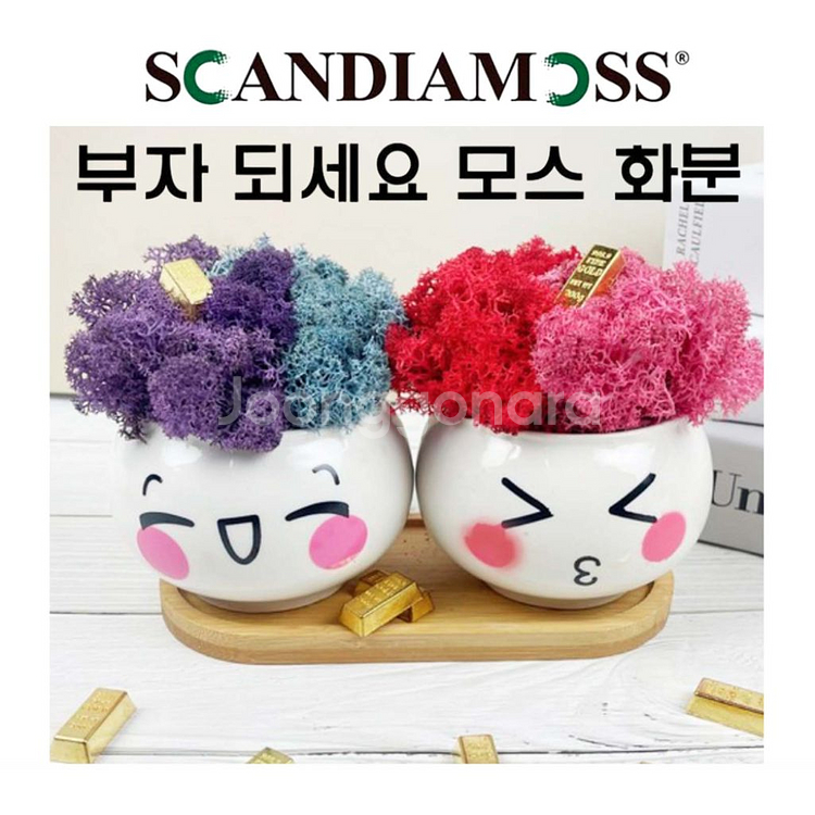 스칸디아모스 표정화분 공기정화이끼화분 2P세트 미개봉--2