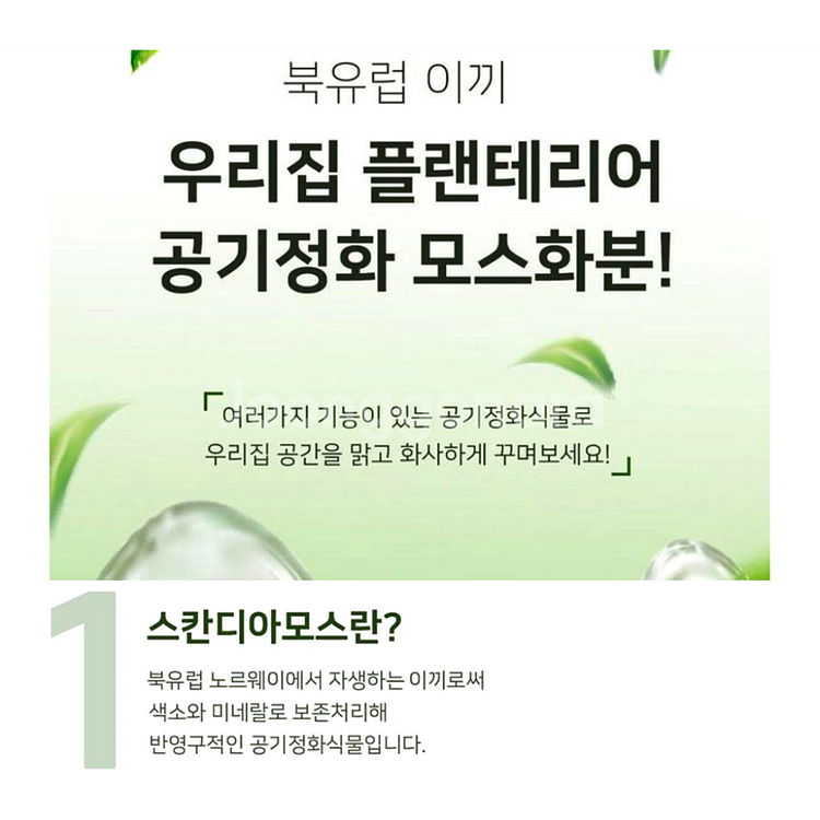 스칸디아모스 표정화분 공기정화이끼화분 2P세트 미개봉--4