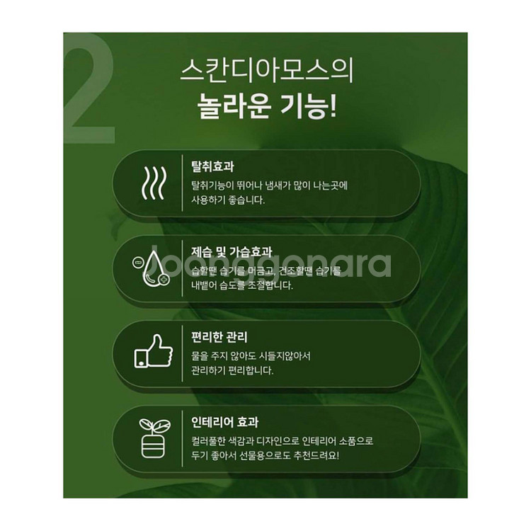 스칸디아모스 표정화분 공기정화이끼화분 2P세트 미개봉--5