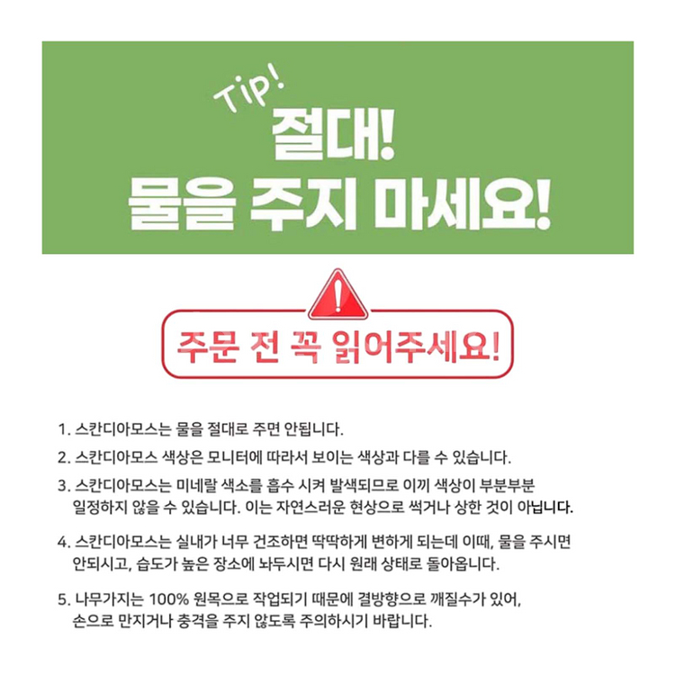 스칸디아모스 표정화분 공기정화이끼화분 2P세트 미개봉--9